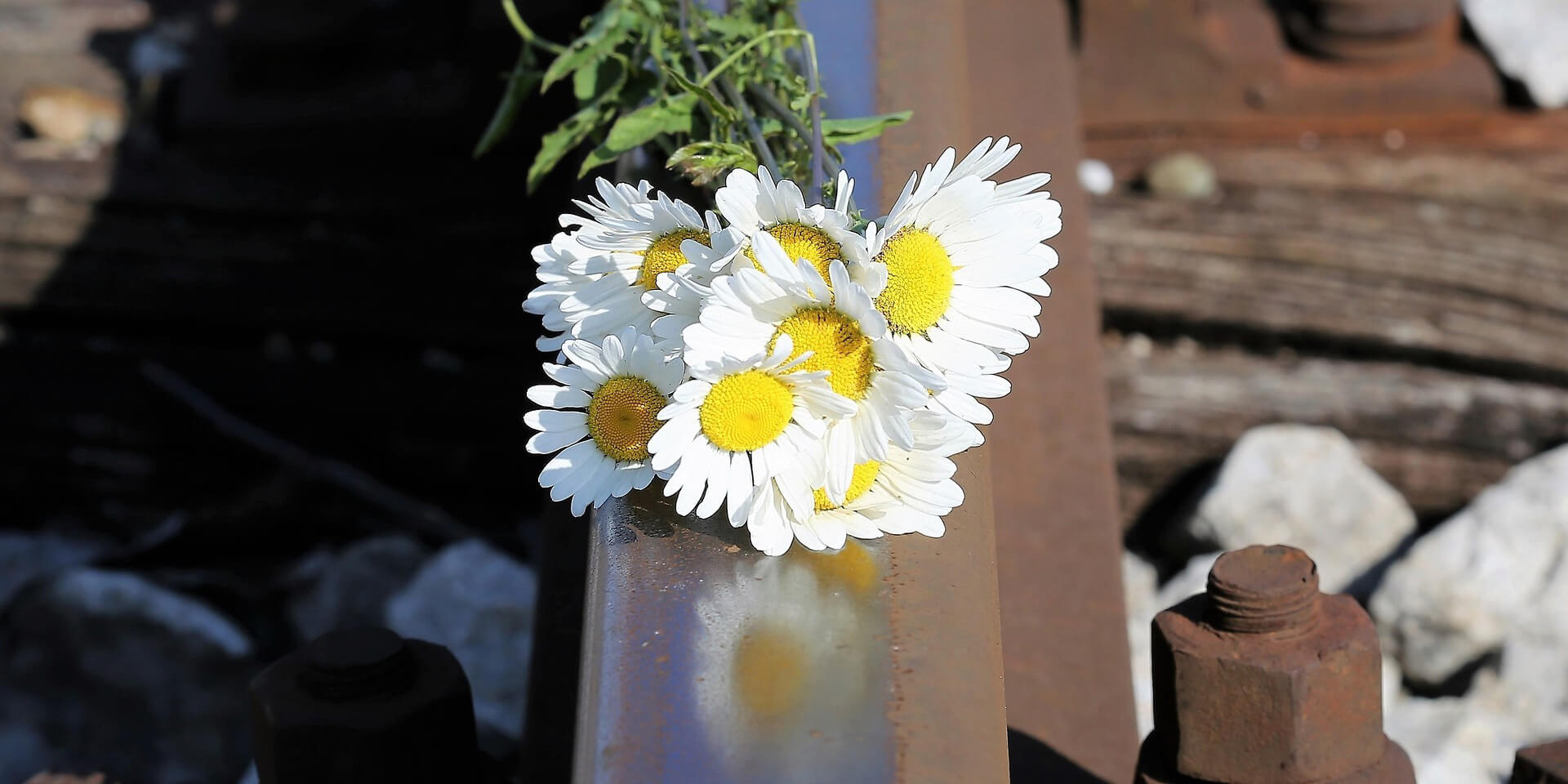 Blumen auf Schienen 