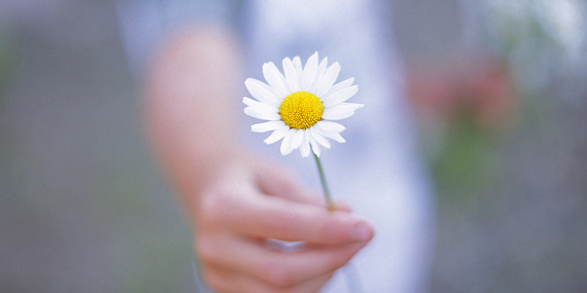 Das Bild zeigt die Hand eines Mädchens, die mit einer gebenden Geste ein Gänseblümchen in die Kamera hält Mädchen mit Gänseblümchen