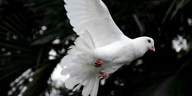 ELKB-Frieden-2014 Link zum Artikel "Verschieden - aber im Gebet vereint"