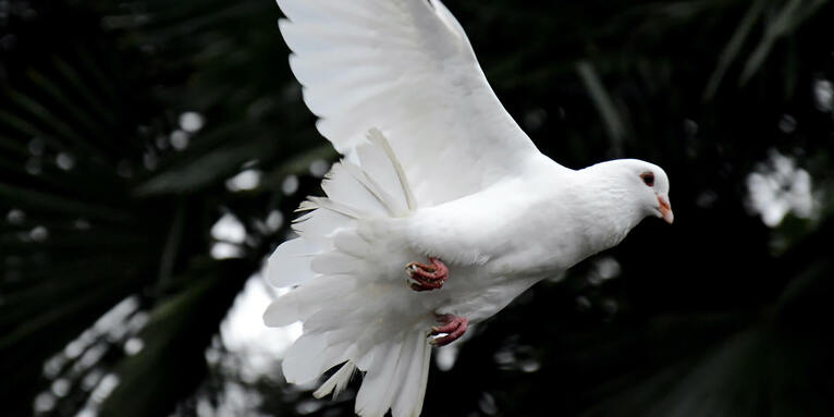 Münchner Rat der Religionen lädt zum Friedensgebet., © ELKB-Frieden-2014