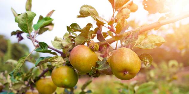 Inklusionspreis 2026: Inklusive Streuobstwiese