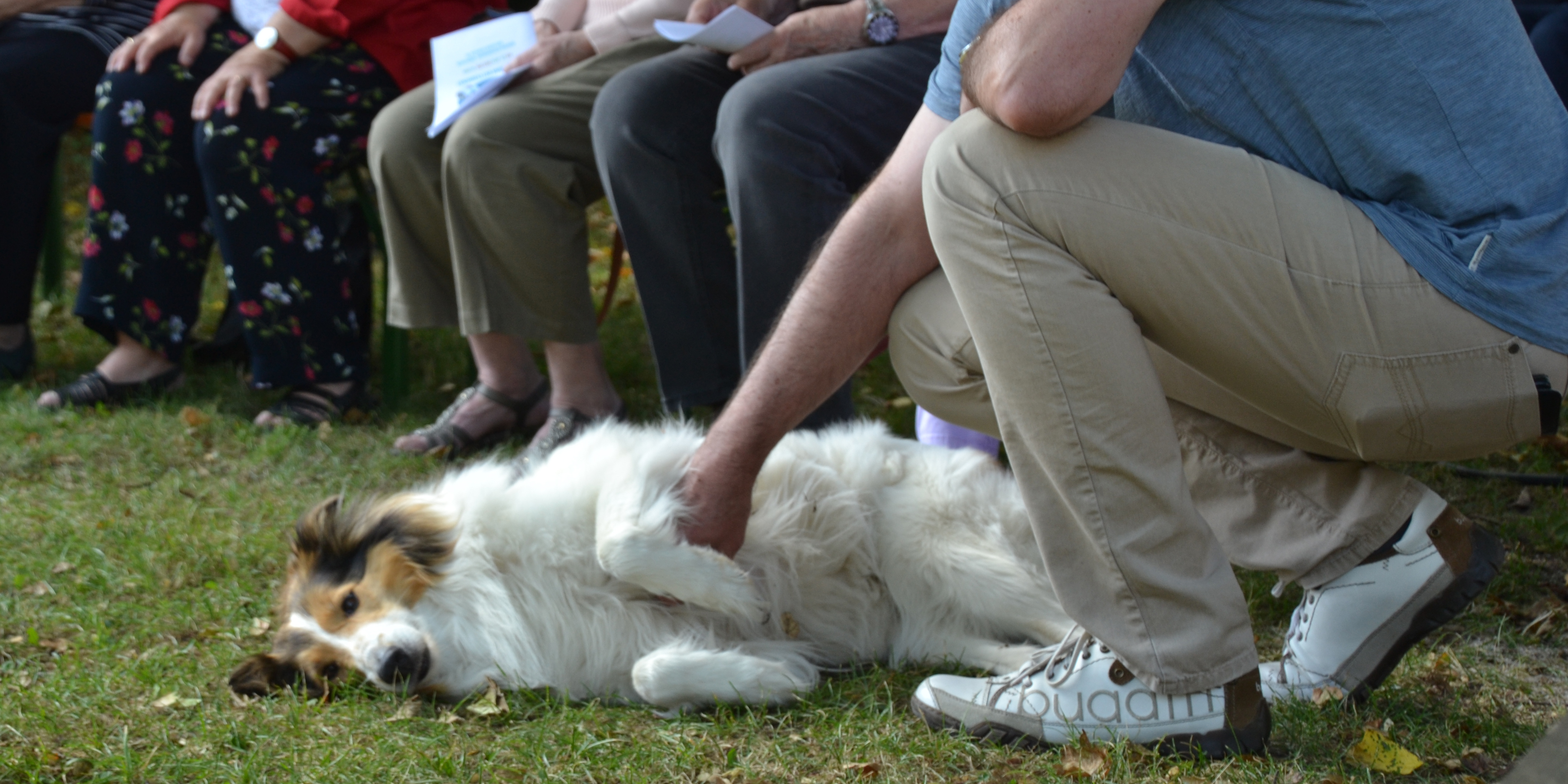 Entspannter Hund während des Gottesdienstes 
