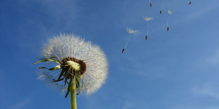 Pusteblume, © pixabay/blickpixel