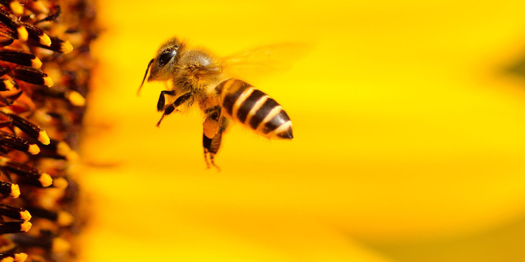 Biene im Flug, © Hans Benn / pixabay