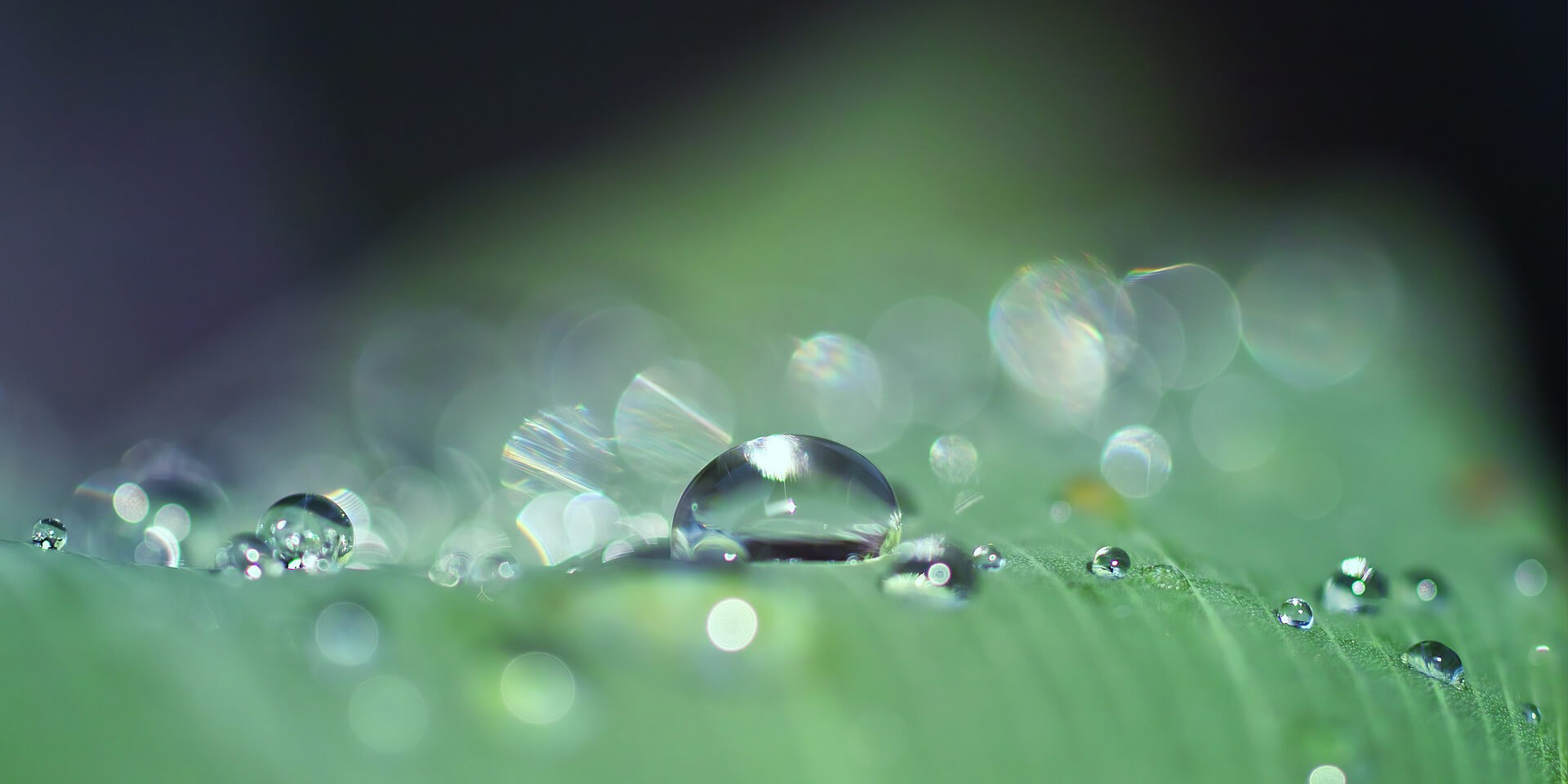 Makroaufnahme eines Wassertropfens auf einer Wiese