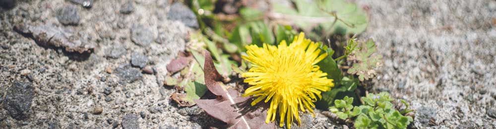 Editorial