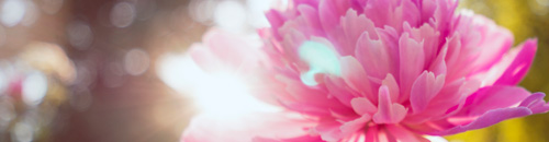 Pfingstrose, Bild: © Pfingstrose